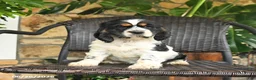 English Cocker Spaniel dogs for sale: Candy - Ad 3