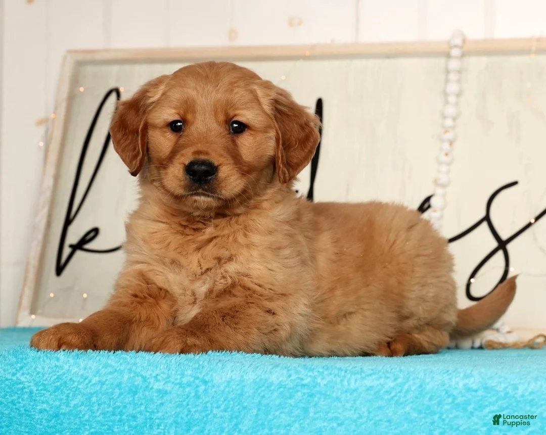 Golden Retriever dogs for sale: Randy - Ad 8