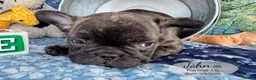 French Bulldog dogs for sale: John - Ad 4