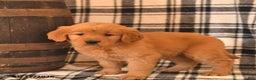 Golden Retriever dogs for sale: Violet  - Ad 2