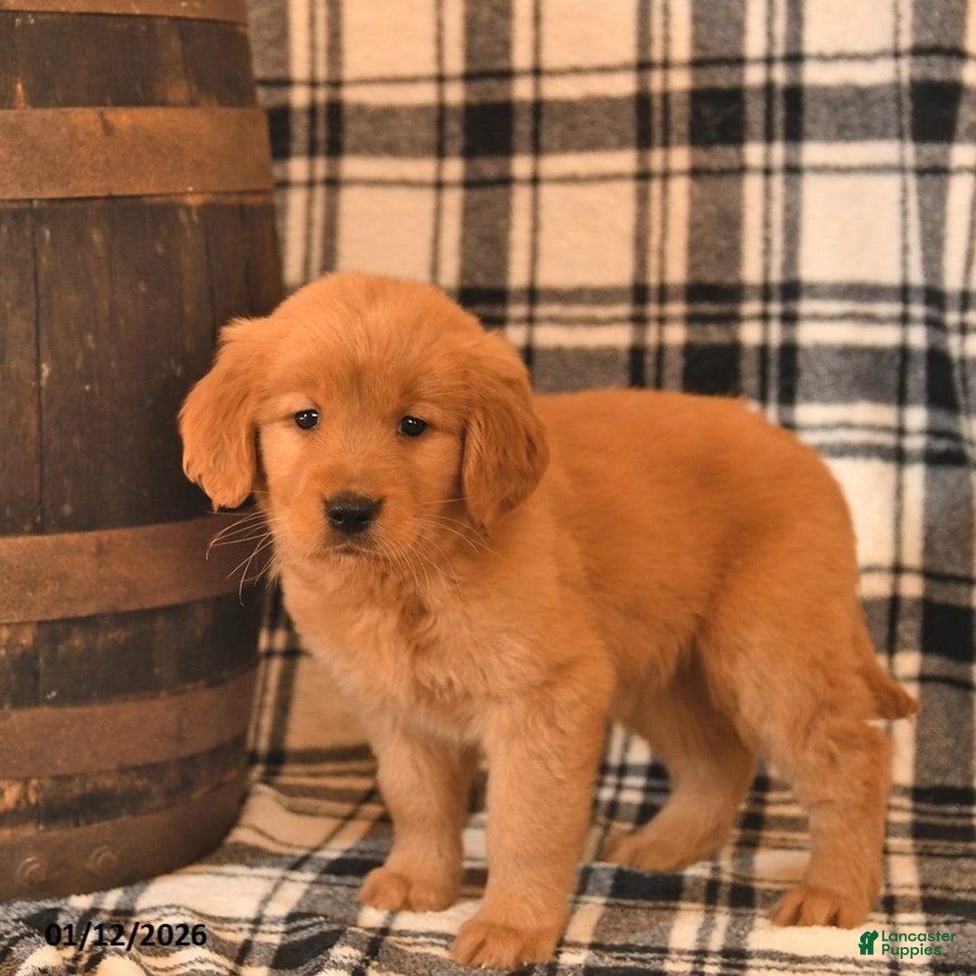 Golden Retriever dogs for sale: Violet  - Ad 2