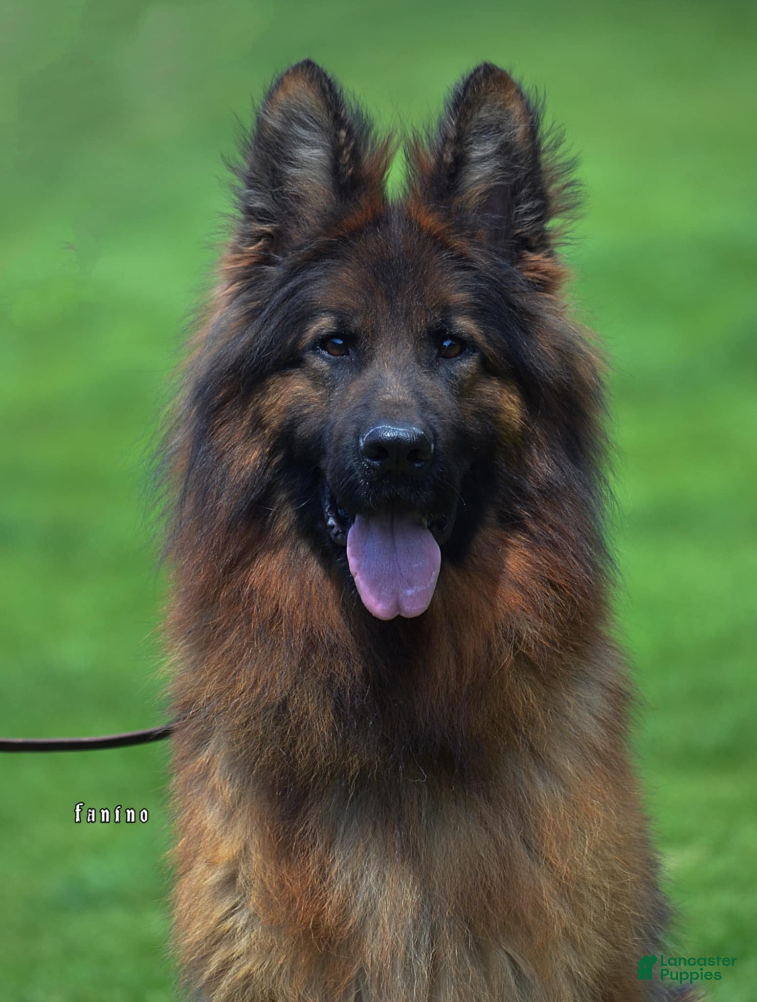 German Shepherd dogs Female puppy - Ad 2