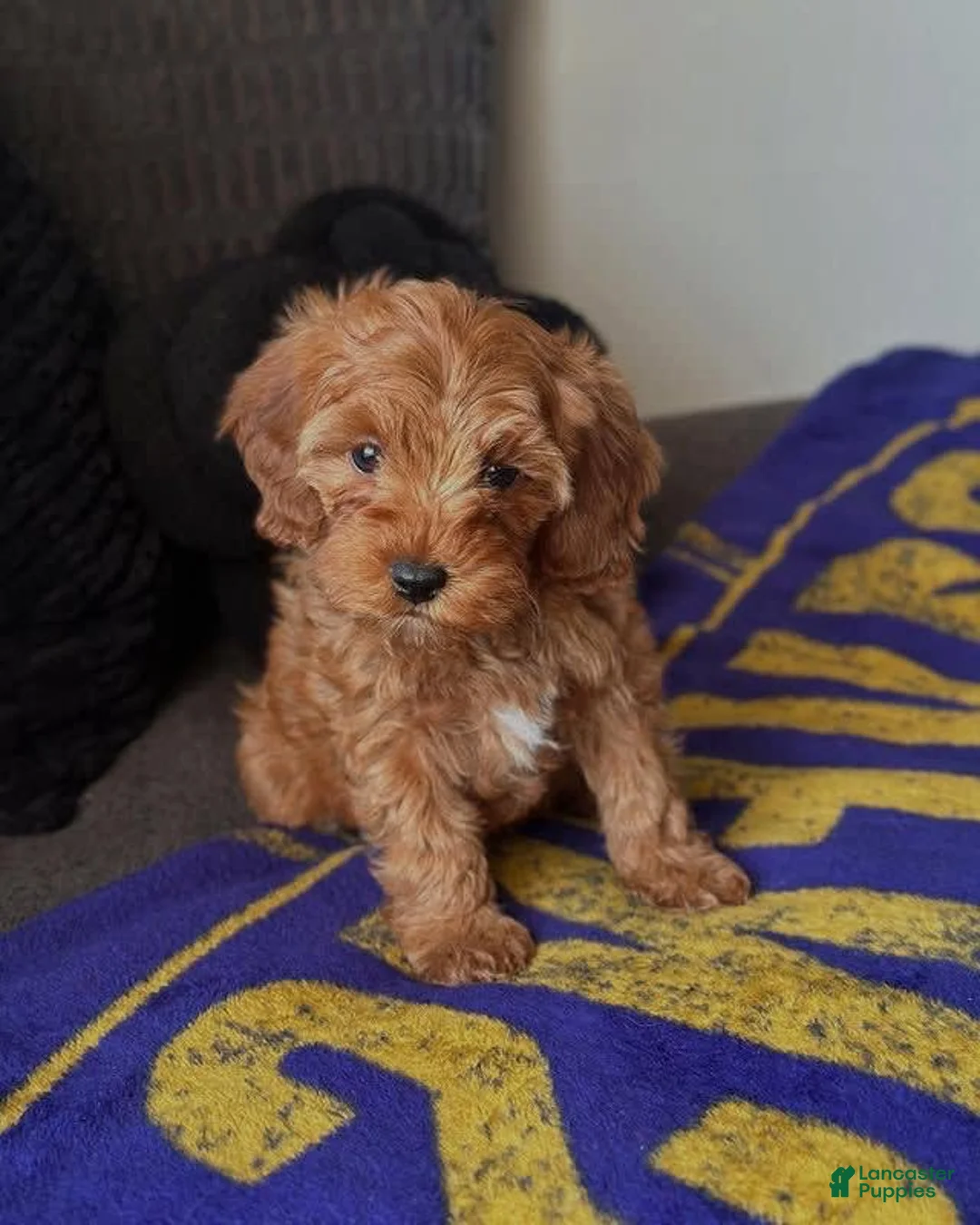 Gallery Image {{count}}