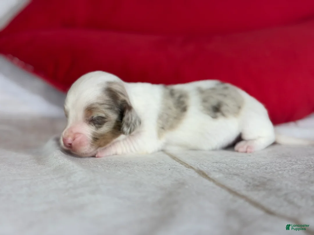 Miniature Dachshund dogs for sale: AKC SH Fiona DNA OFA - Ad 9