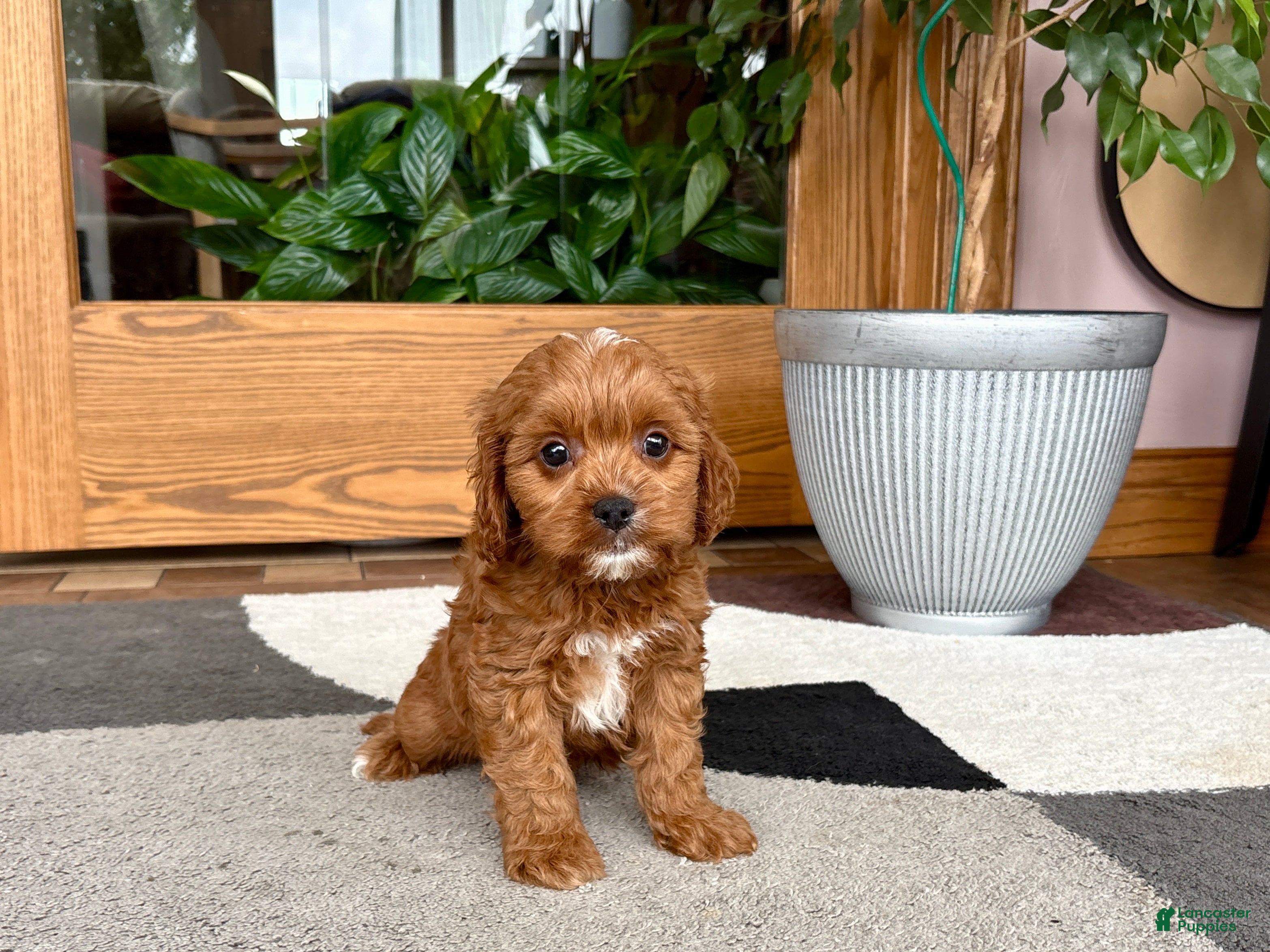 Cavapoo dogs Cavapoo 1 - Ad 2