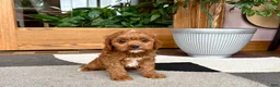 Cavapoo dogs for sale: Cavapoo 1 - Ad 2