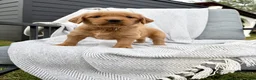 Golden Retriever dogs for sale: Shasta (tan collar) - Ad 6