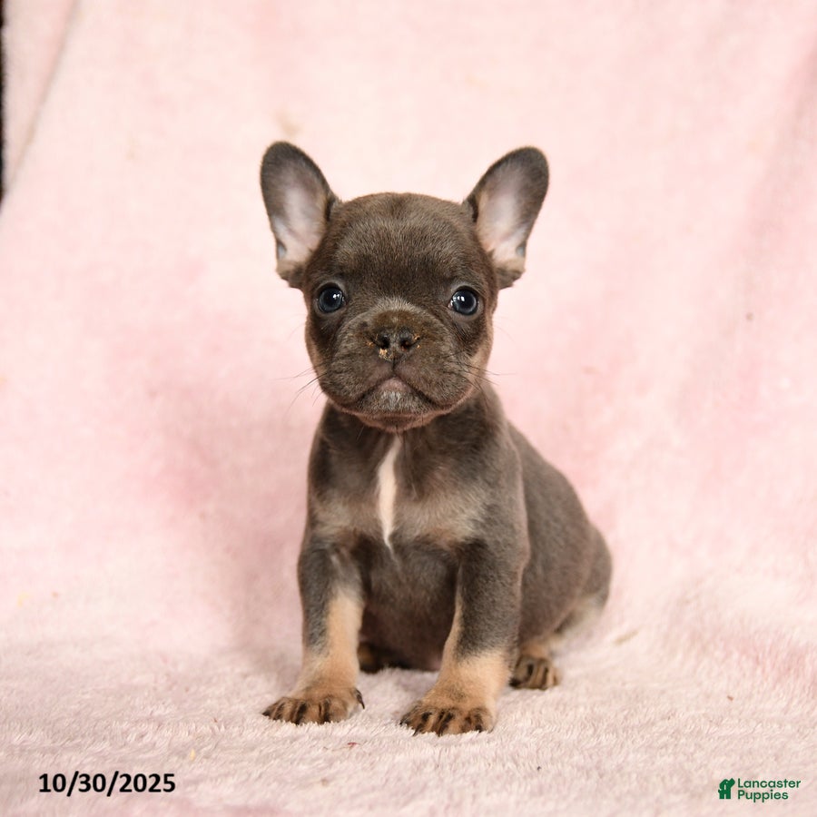 Now French Bulldog Puppies for sale Lancaster Puppies
