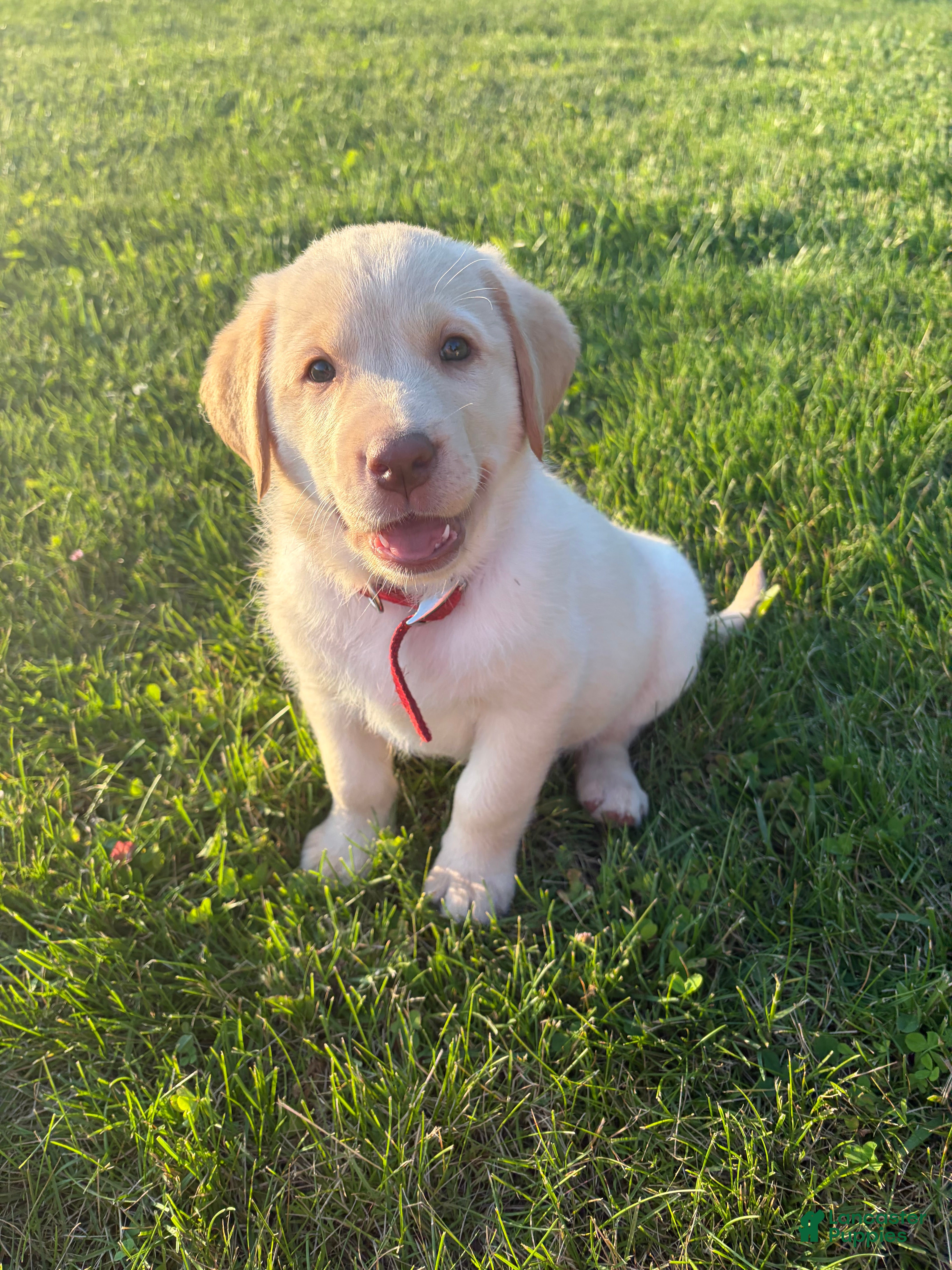 Labrador Retriever dogs Georgie - Ad 1