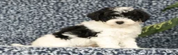 Havapoo dogs for sale: Taylor - Ad 1