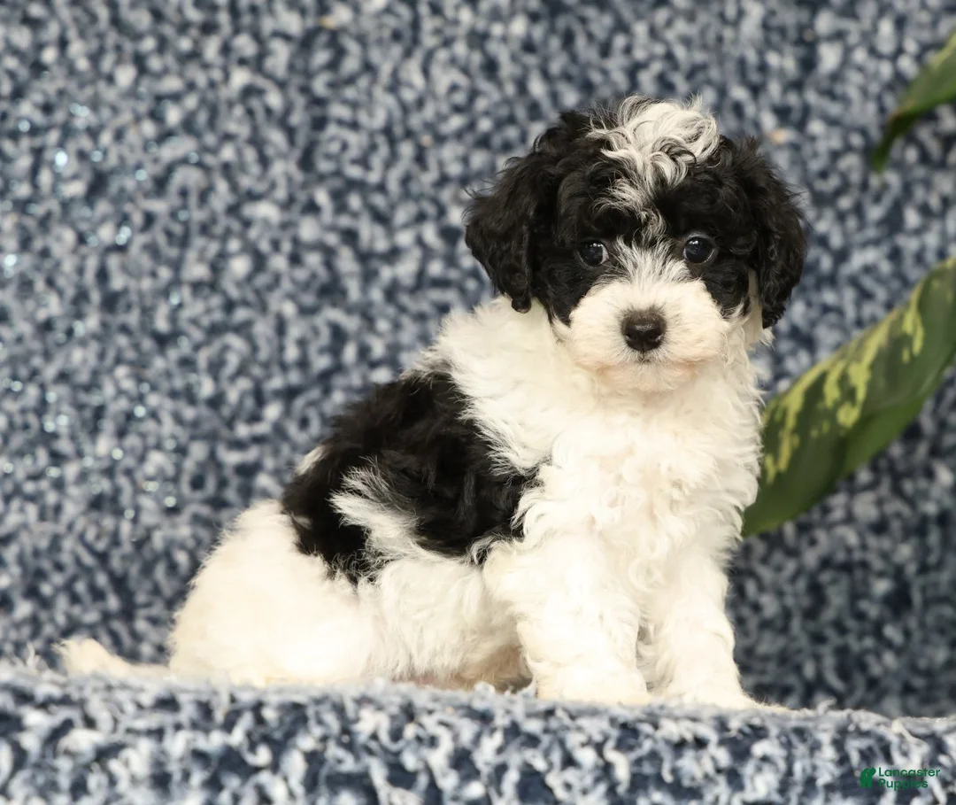 Havapoo dogs for sale: Taylor - Ad 1