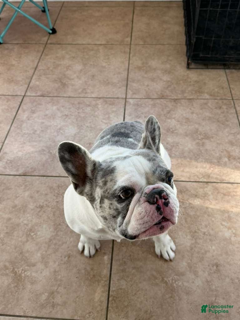 French Bulldog dogs Fluffy French Bulldog - Ad 36