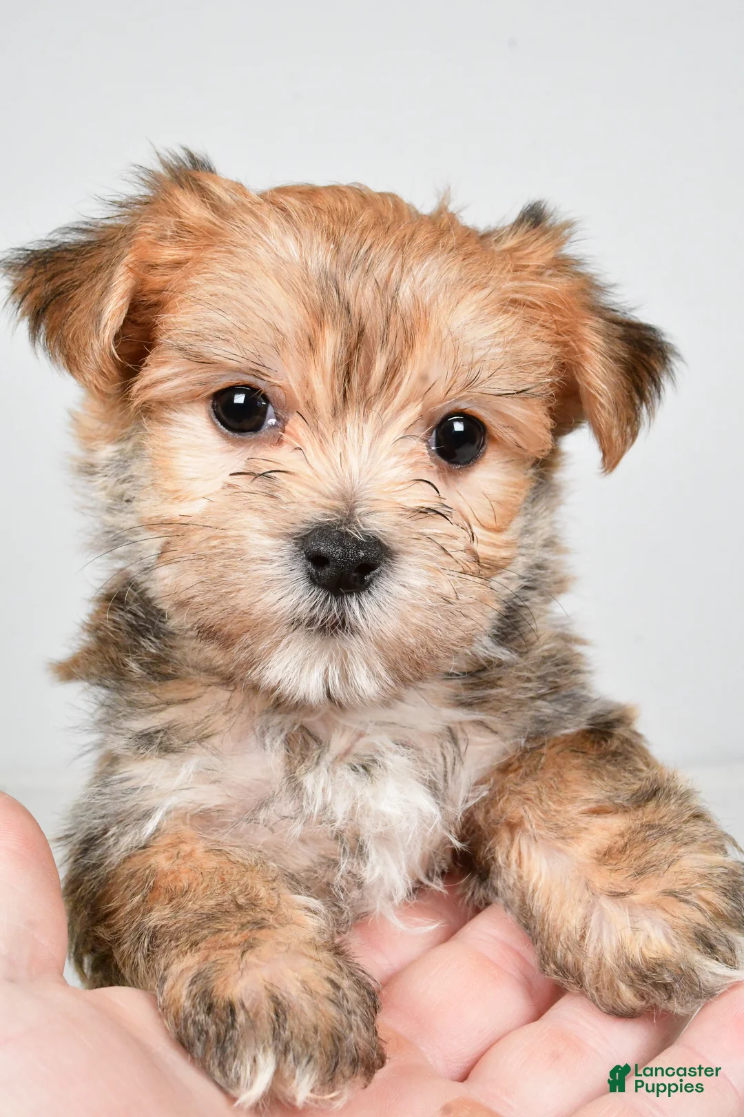 Morkie dogs for sale: Dustin - Ad 6