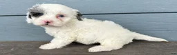 Cavapoo dogs for sale: Blot - Ad 2