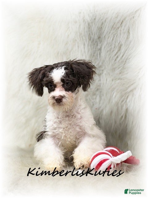Maltipoo dogs Maltipoo Puppy 1 - Ad 5