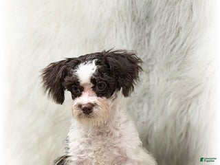 Maltipoo dogs Maltipoo Puppy 1 - Ad 5