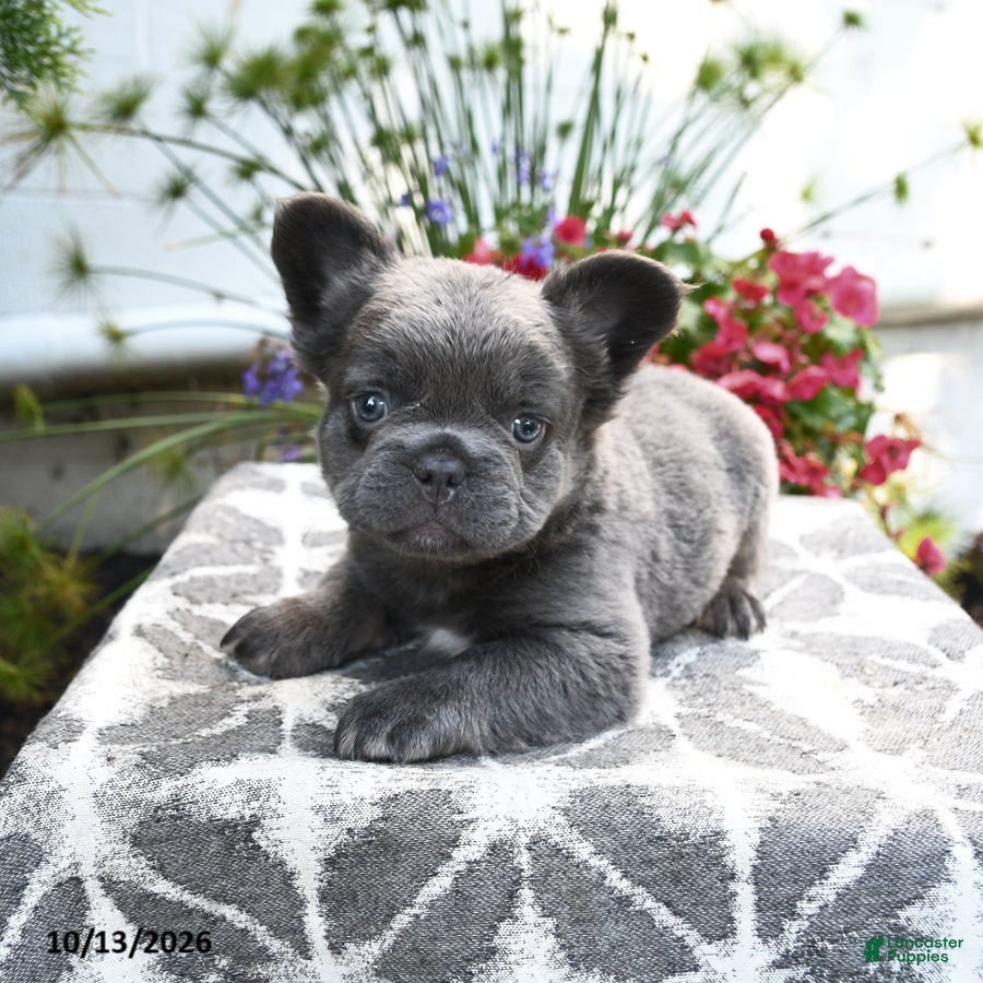 French Bulldog dogs Koala Bear - Ad 2
