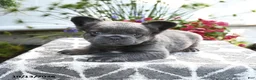 French Bulldog dogs for sale: Koala Bear - Ad 2