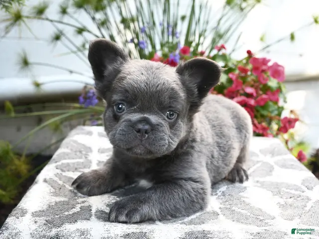 French Bulldog dogs for sale: Koala Bear - Ad 2