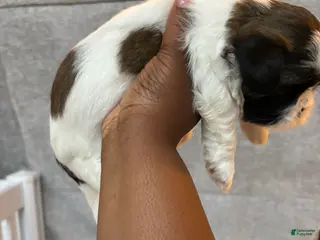 Shih Tzu dogs for sale: Shih Tzu Puppy 1 - Ad 4