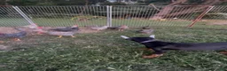 Doberman Pinscher dogs for sale: gemma - Ad 10