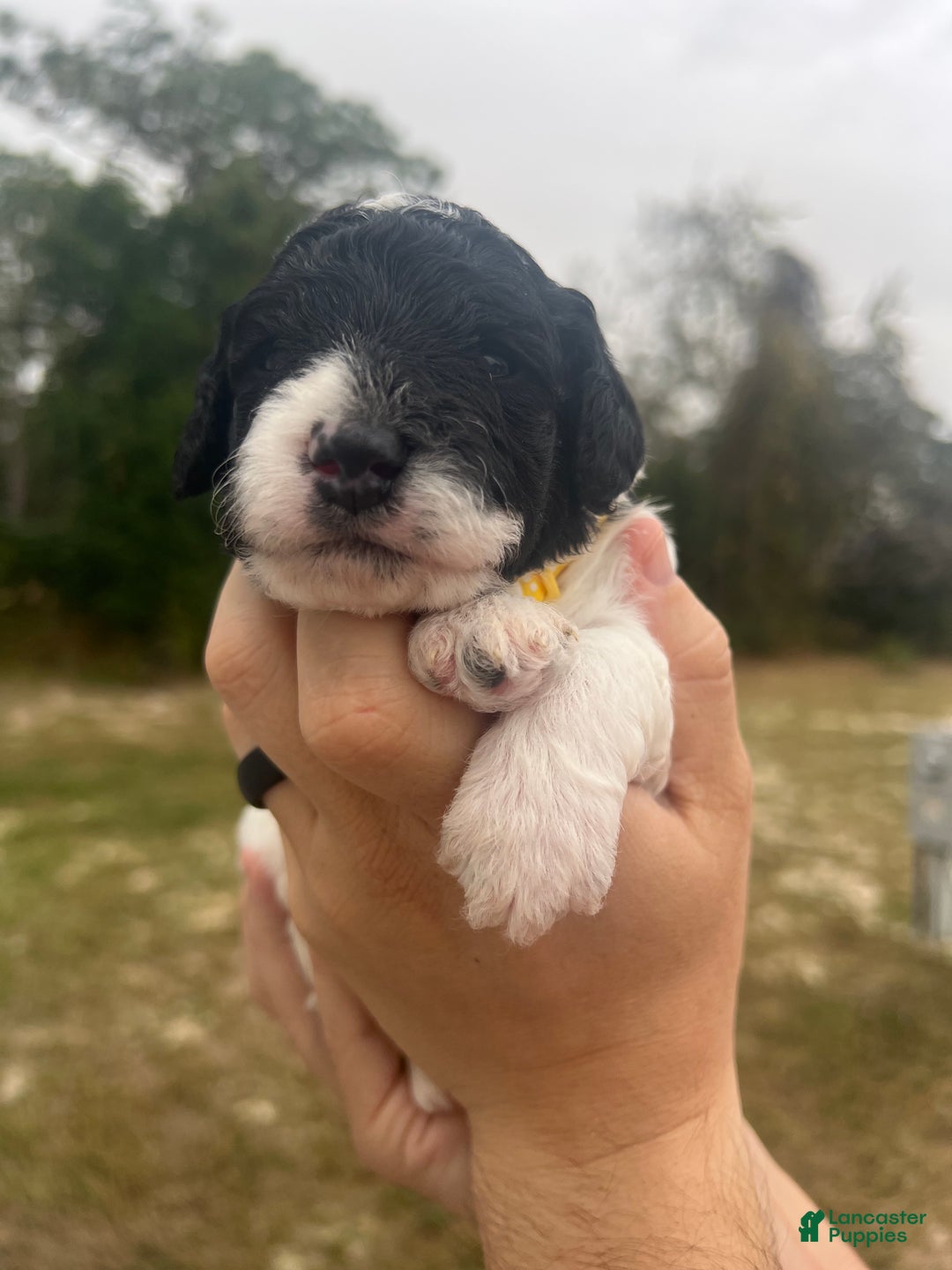 Mini Sheepadoodle dogs for sale: Yellow-Ash - Ad 3