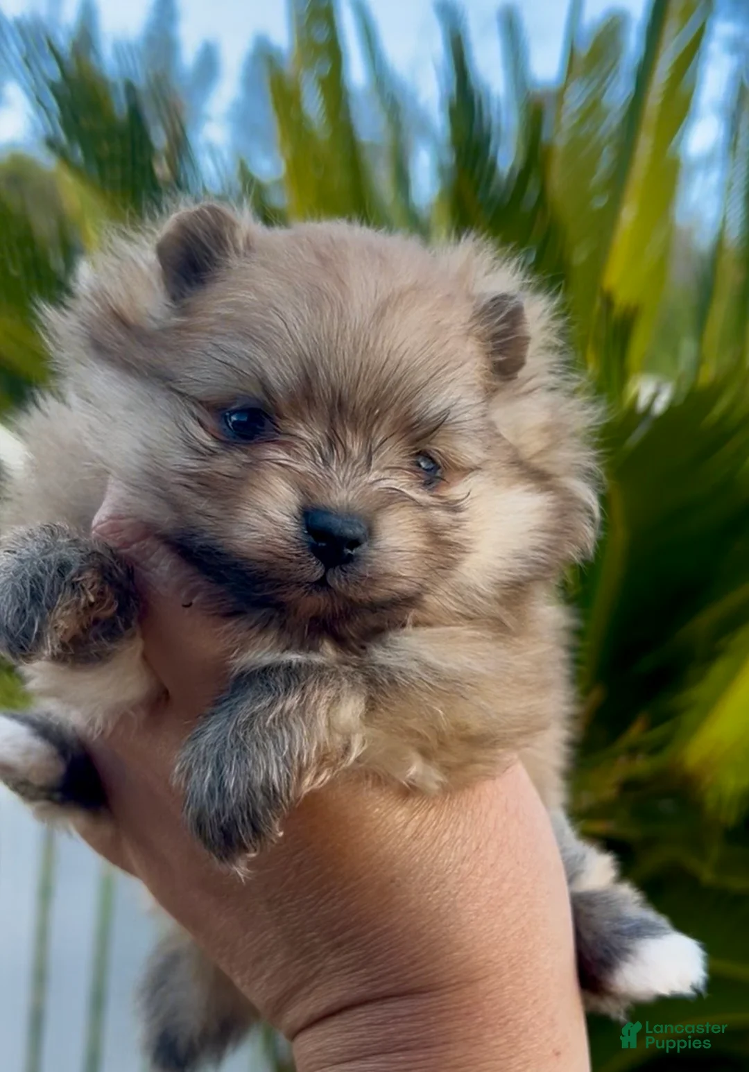 Pomeranian dogs for sale: Gelato - Ad 2
