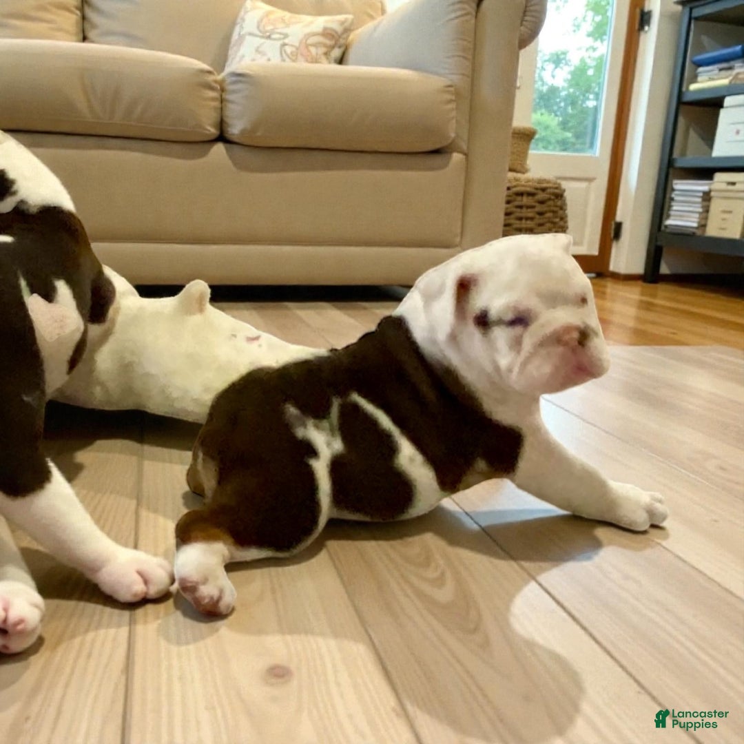 English Bulldog dogs for sale: Archie - Ad 2