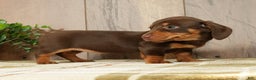 Miniature Dachshund dogs for sale: Molly - Ad 2