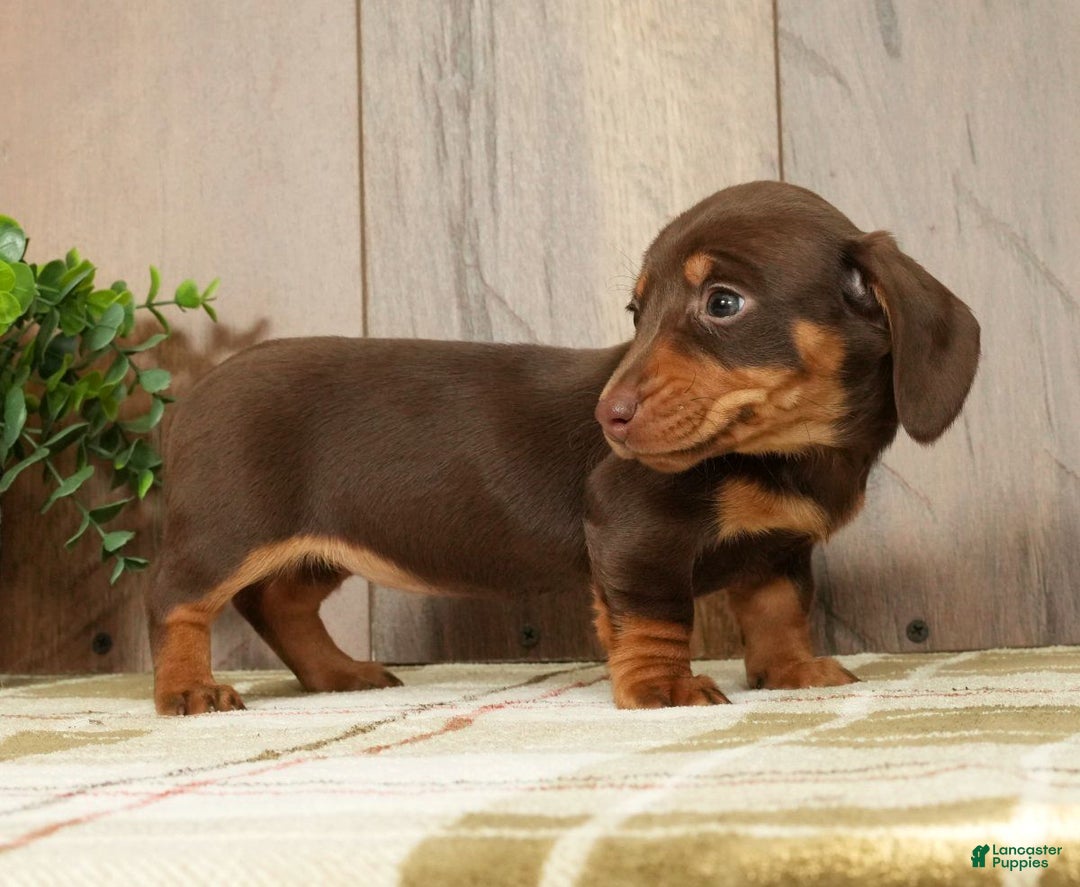 Miniature Dachshund dogs for sale: Molly - Ad 2