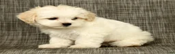 Maltese dogs for sale: Betsy - Ad 9