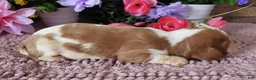 Cavalier King Charles Spaniel dogs for sale: #3 Male (Lulu's) - Ad 4