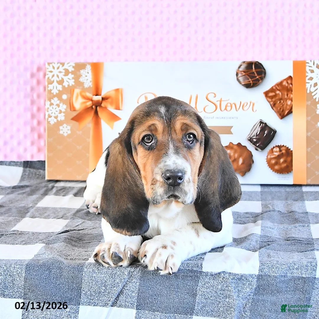 Basset Hound dogs for sale: Jacqueline - Ad 3