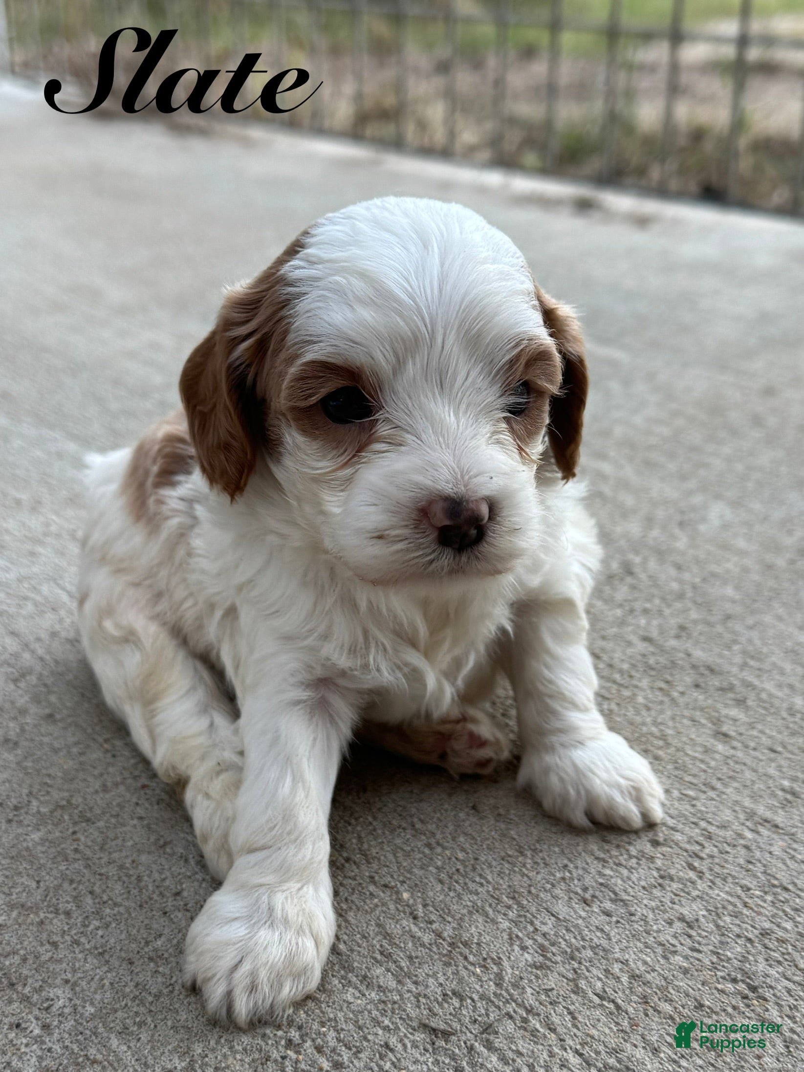 Cavapoo dogs for sale: Slate - Ad 31
