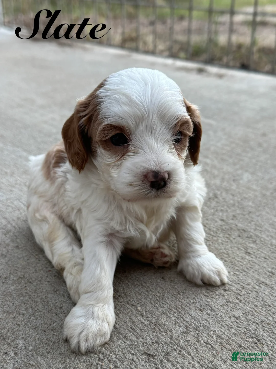Cavapoo dogs for sale: Slate - Ad 1