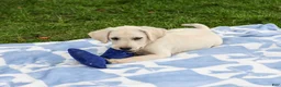 Labrador Retriever dogs for sale: Rambo - Ad 3