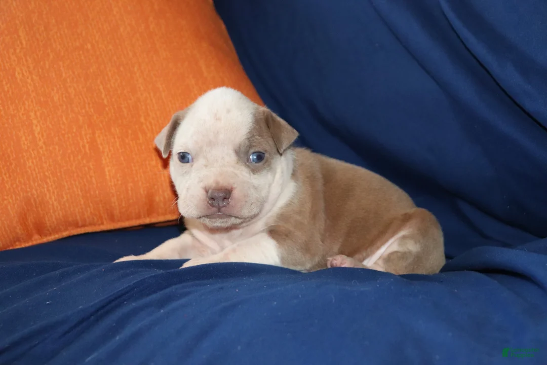 American Bully dogs for sale: Lumiya - Ad 2