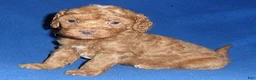 Miniature Poodle dogs for sale: Rusty - Ad 5