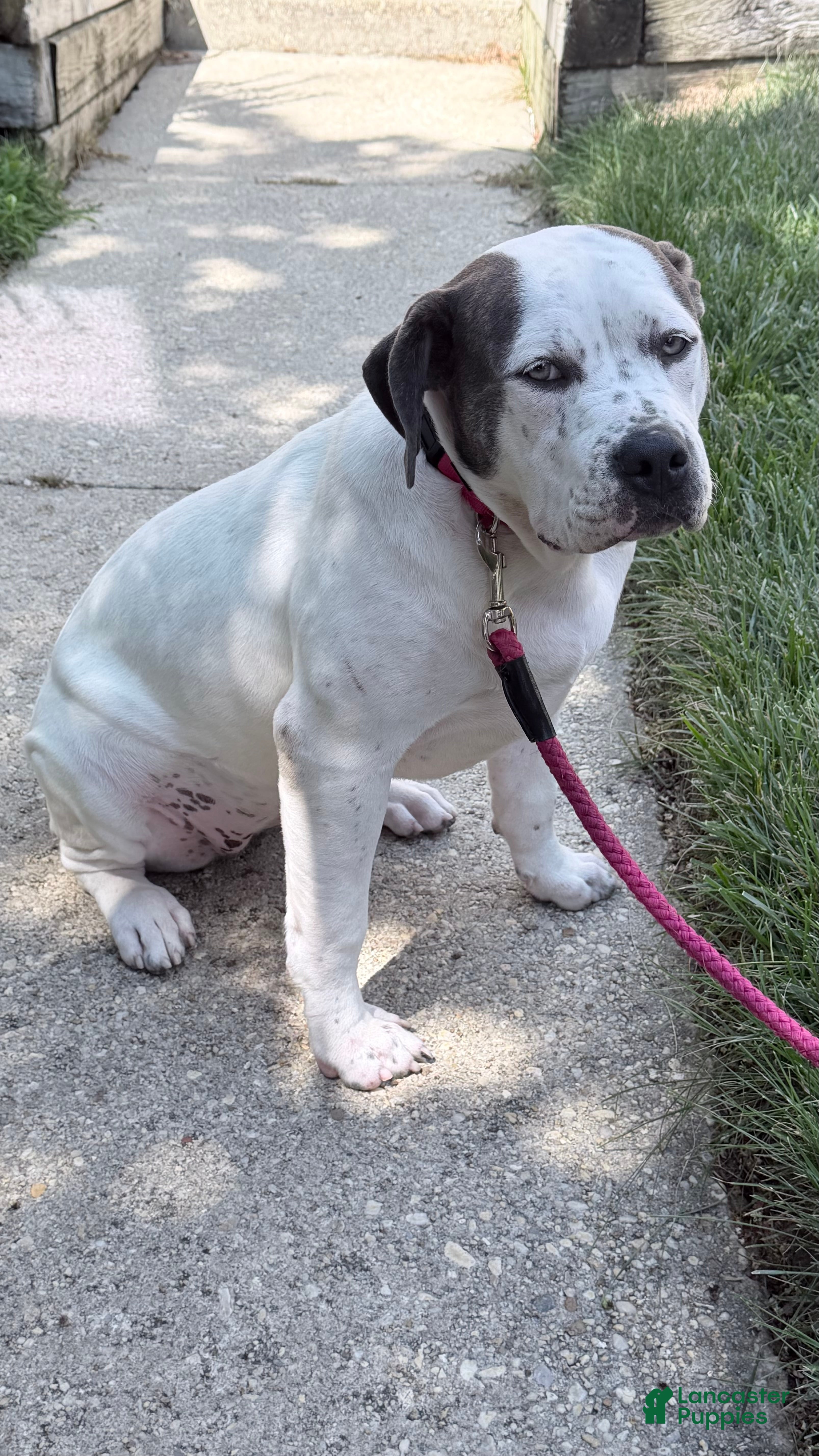 American Bully dogs American Bully Puppy BLANCA - Ad 2