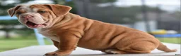 Mixed Breed dogs for sale: Hercules Bulldog hybrid  - Ad 47