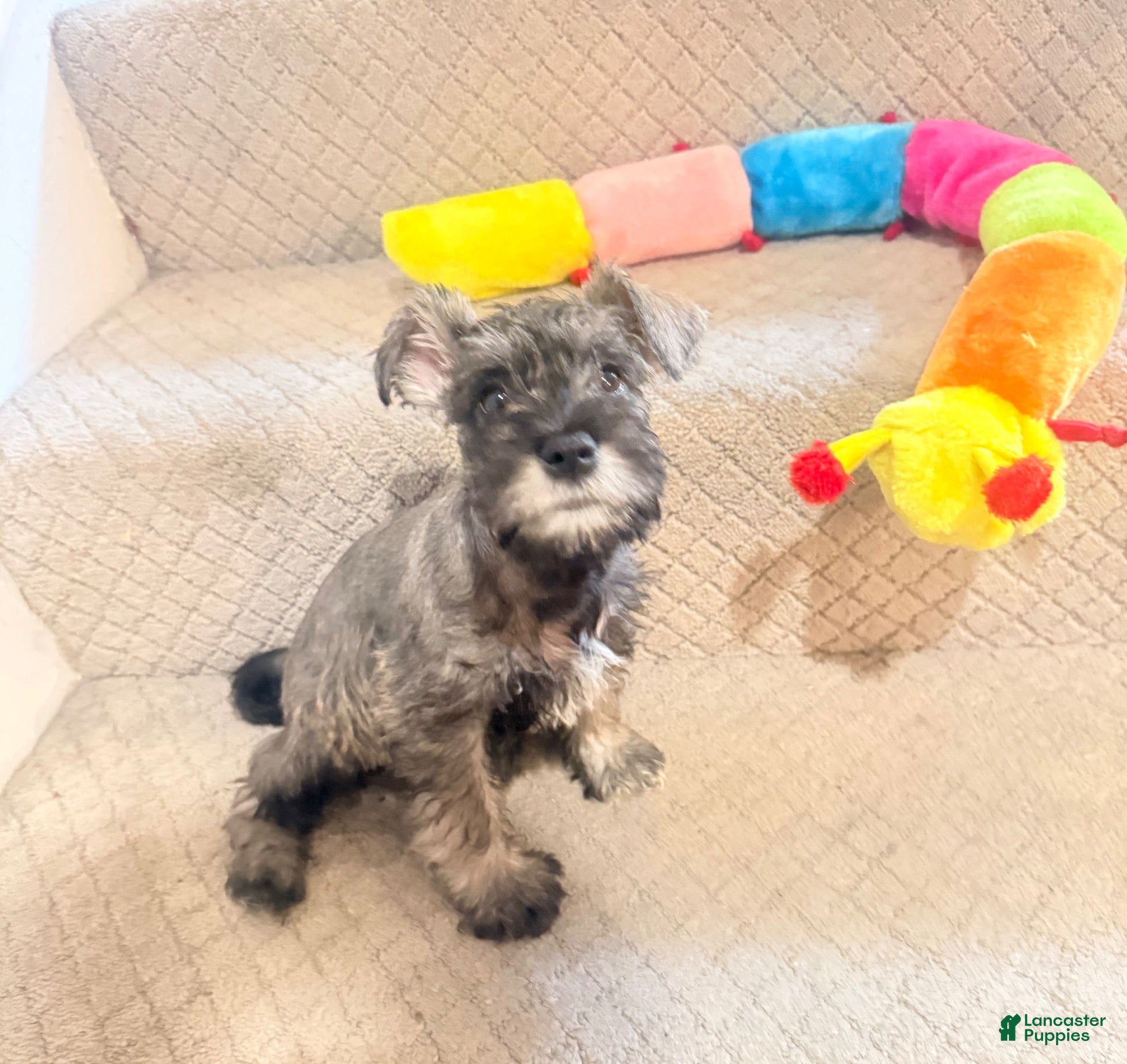 Miniature Schnauzer dogs Miniature Schnauzer 6 - Ad 25