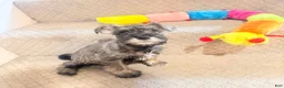 Miniature Schnauzer dogs for sale: Miniature Schnauzer 6 - Ad 1