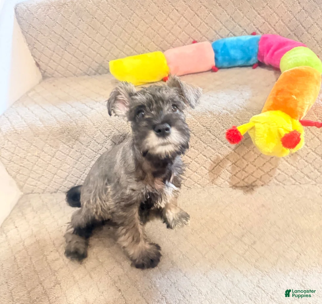 Miniature Schnauzer dogs for sale: Miniature Schnauzer 6 - Ad 1
