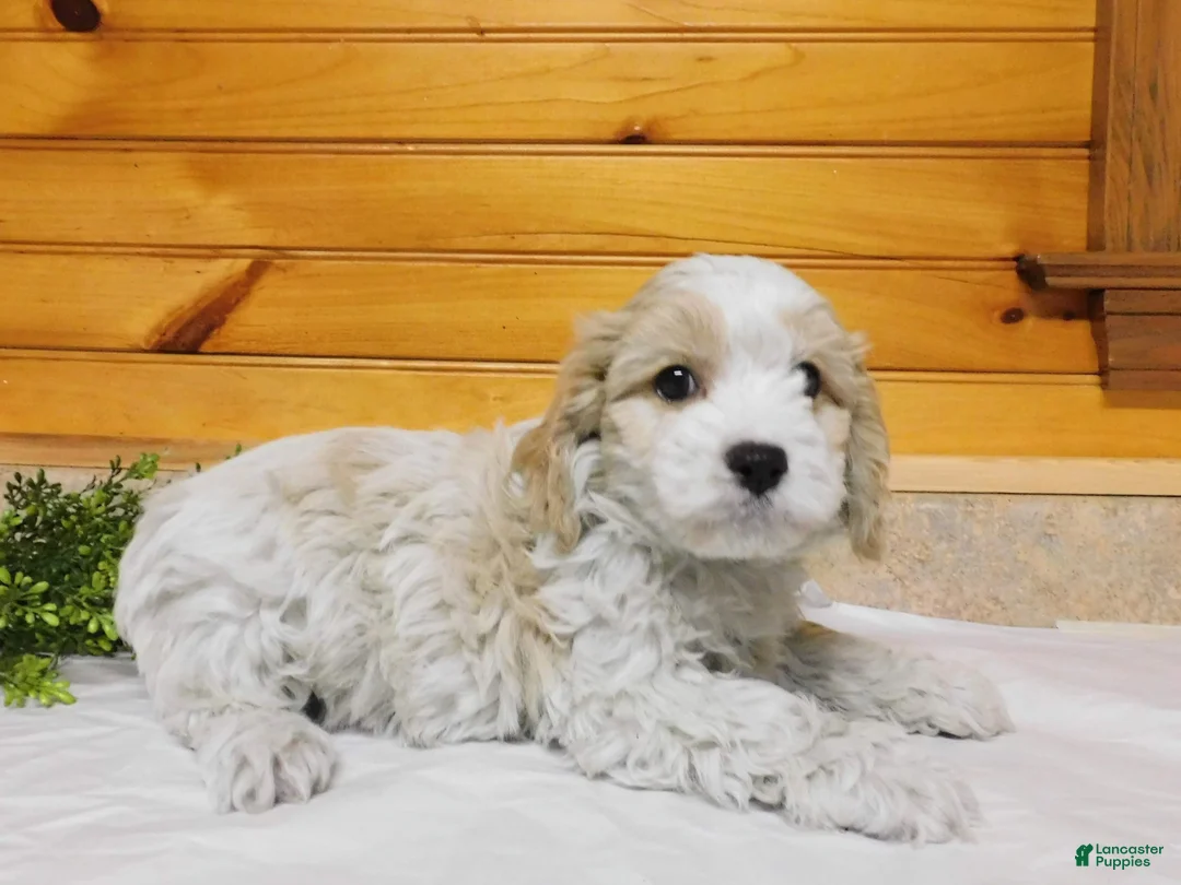 Cavachon dogs for sale: Sunshine  - Ad 2