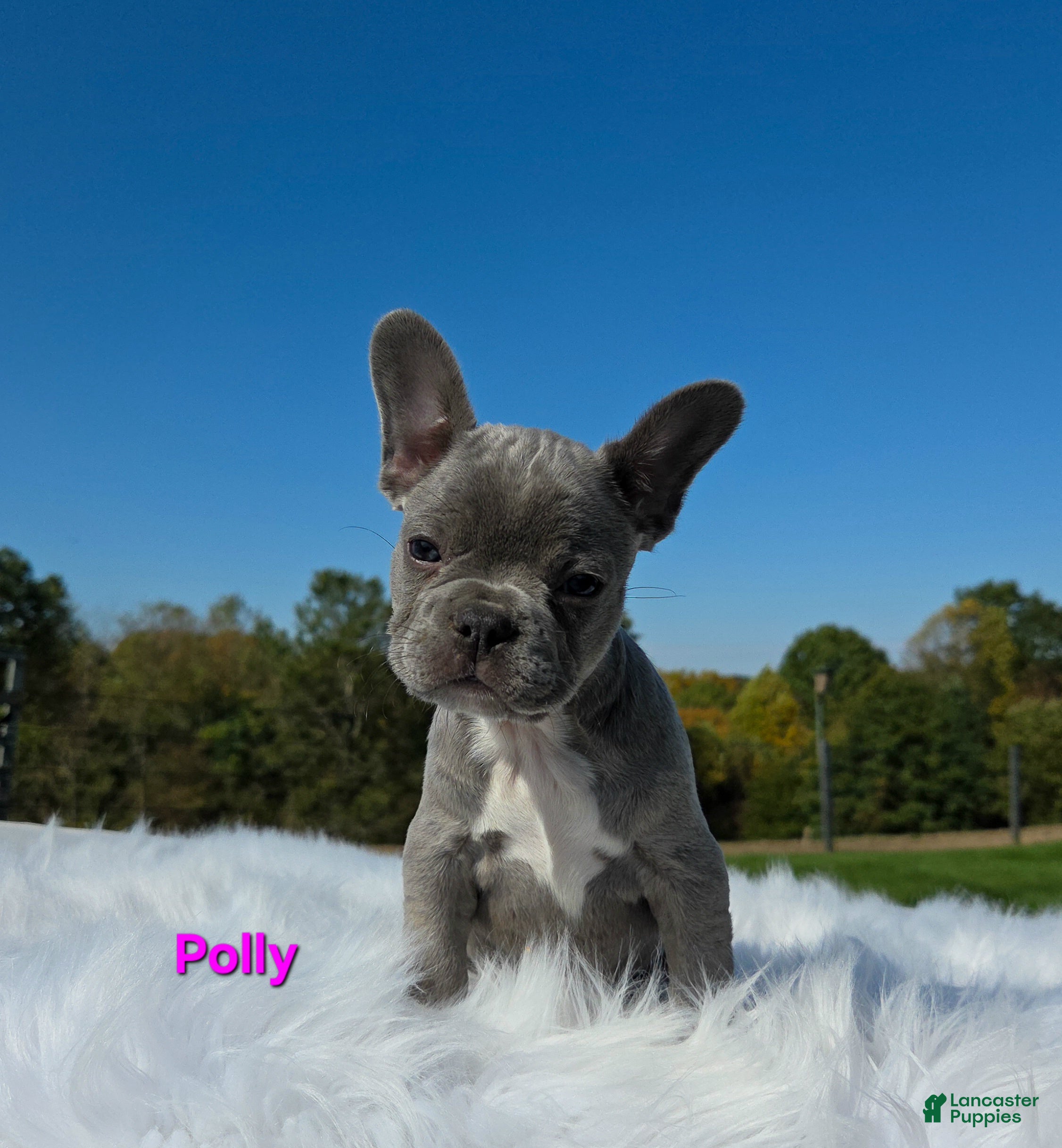 Mixed Breed dogs Polly - Ad 1