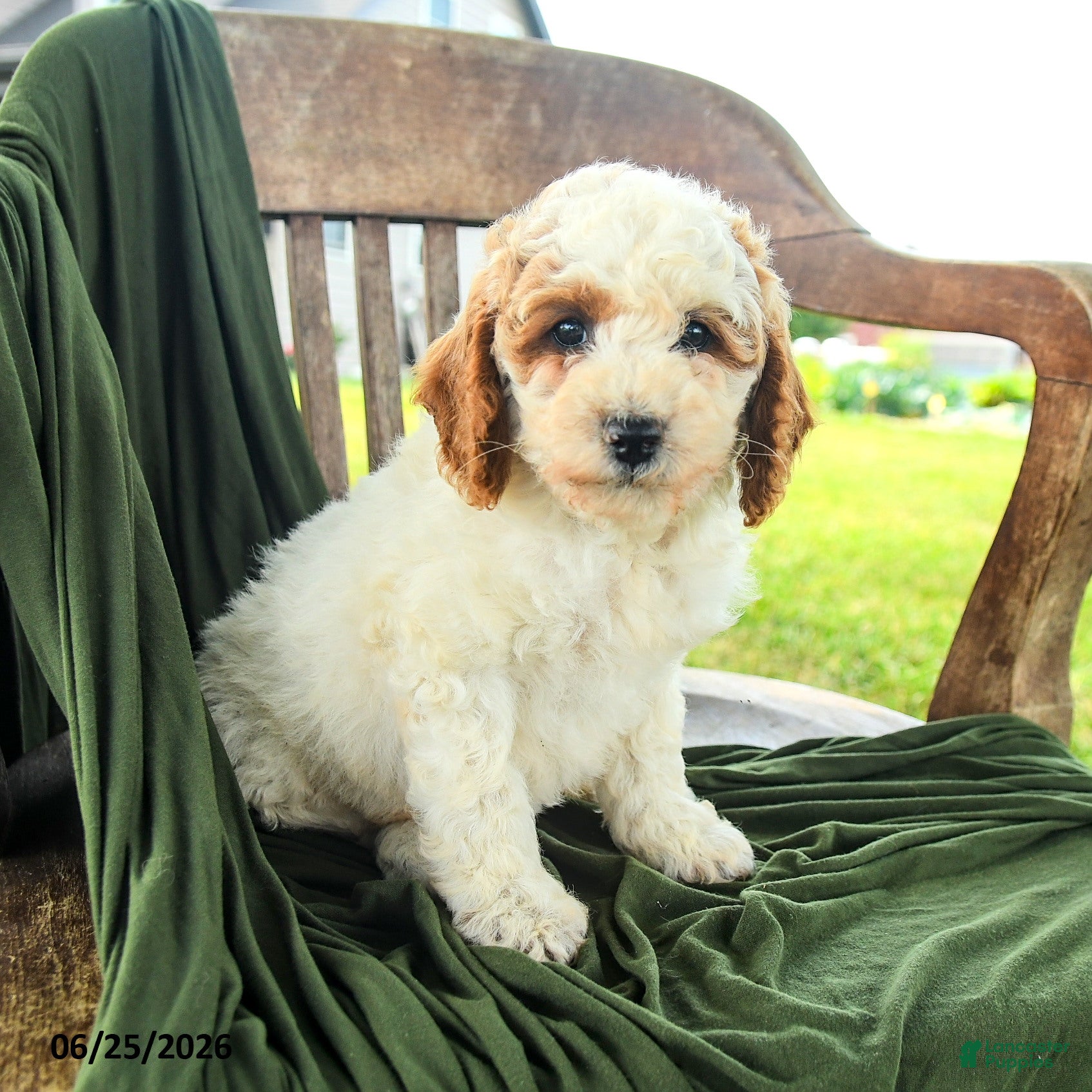 Goldendoodle dogs Brandy - Ad 1