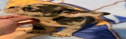 French Bulldog dogs for sale: Sofie - Ad 1