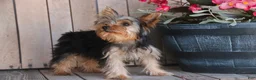 Yorkshire Terrier dogs for sale: Lucy - Ad 3