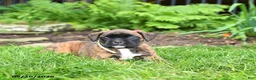 Boxer dogs for sale: Buttercup - Ad 3