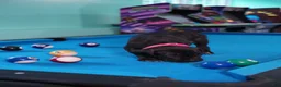 Cane Corso dogs for sale: Jean Gray - Ad 4